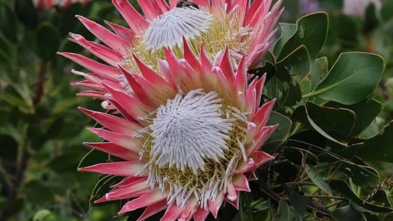 Protea cynaroides: A Rainha das Suculentas. Saiba como cultivar!
