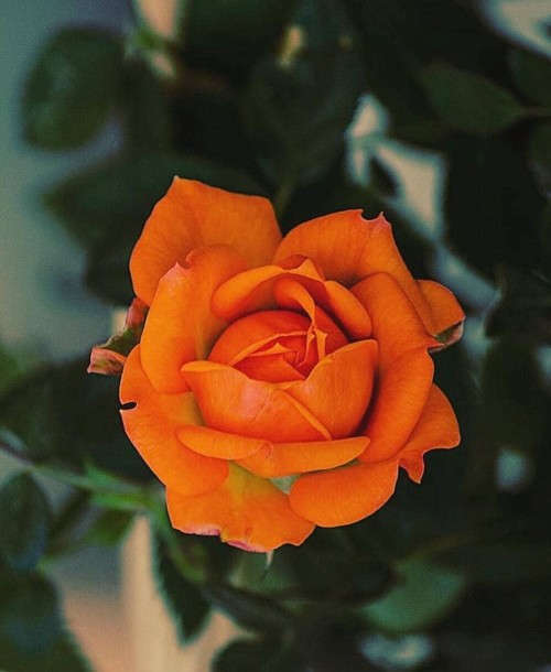Rosas de pitimini: a mini rosa de beleza incontestável.