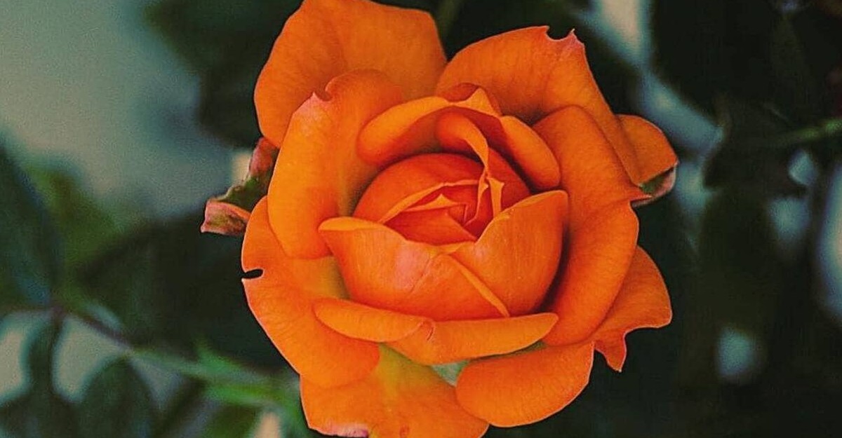 Rosas de pitimini: a mini rosa de beleza incontestável.