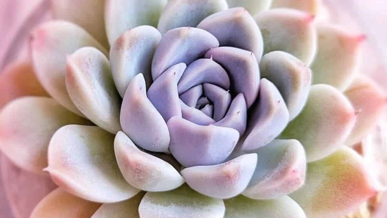 Echeveria Lilacina: Cultivo e Cuidados para uma Suculenta Deslumbrante