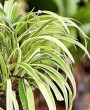 Clorofito: variedades, cultivo e cuidados com a “planta aranha”