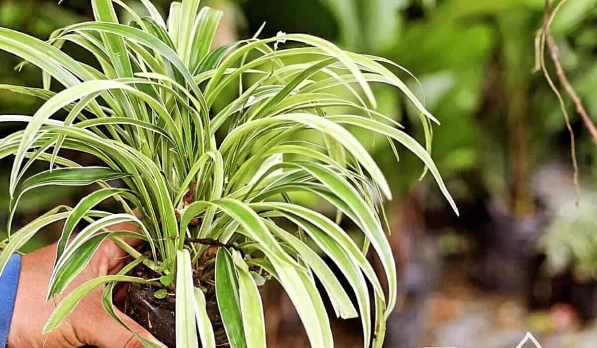 Clorofito: variedades, cultivo e cuidados com a “planta aranha”