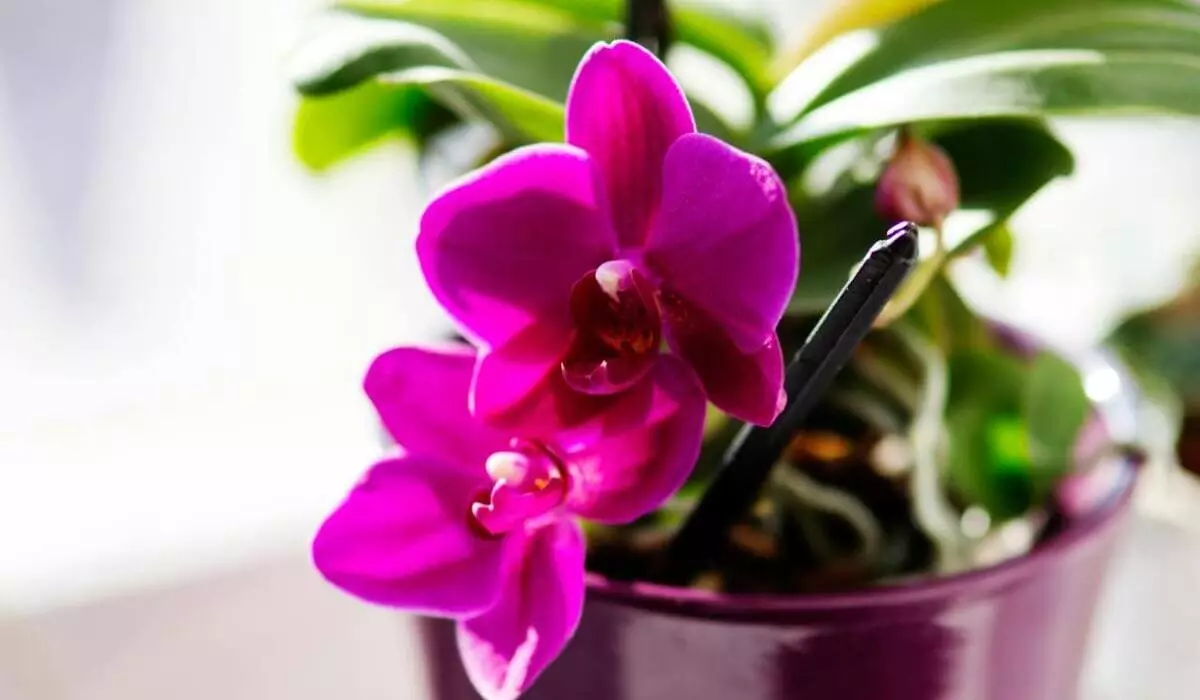 Orquídeas sempre floridas: Descubra 7 truques infalíveis para cuidar das suas plantas