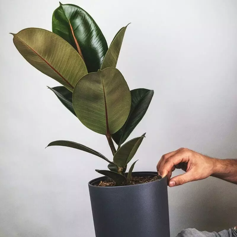 Ficus Elastica: O Guia Completo para Cultivar e Cuidar dessa Planta Versátil