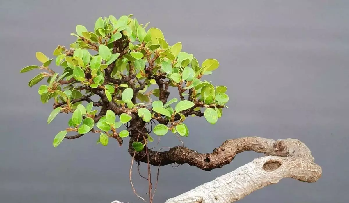 Ficus microcarpa: características, significado e cuidados com o cultivo da “árvore-da-china”.