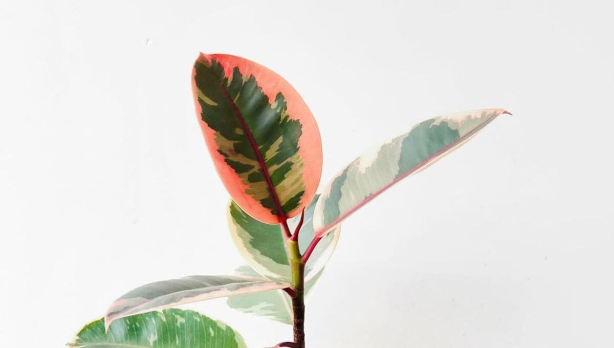 Ficus ruby: conheça essa planta exótica e fácil de cuidar