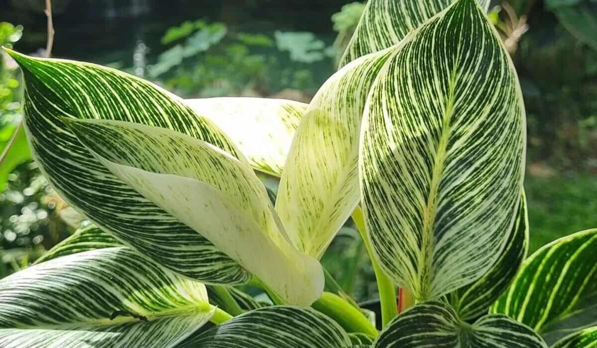 Filodendro birkin: uma planta que chama atenção pela beleza e elegância.
