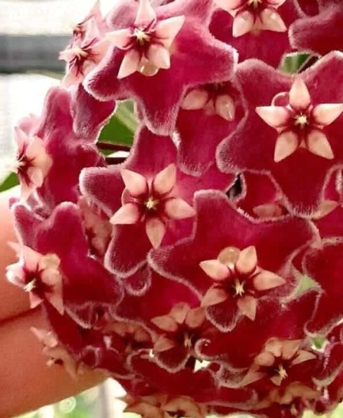 Flor de Cera Vermelha: origem, características e cuidados dessa verdadeira joia botânica