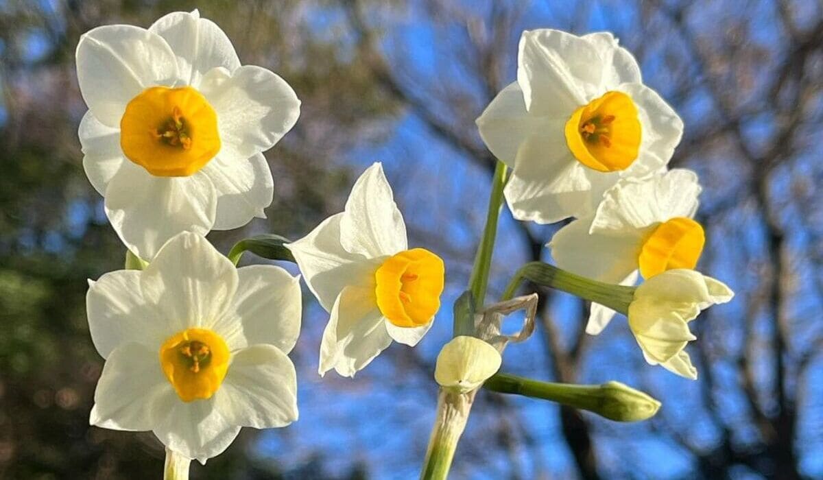 Narcisos: Beleza Perfumada para o Seu Jardim