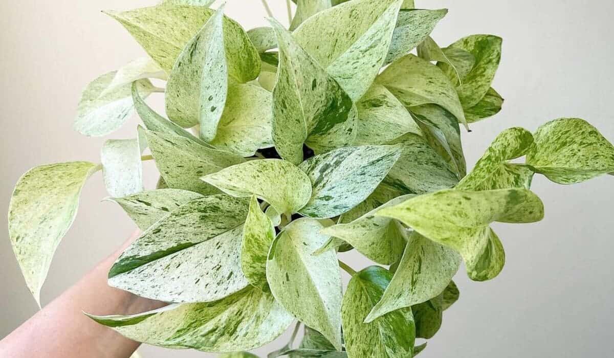 Jiboia branca (Epipremnum aureum): 4 cuidados fundamentais para seu cultivo