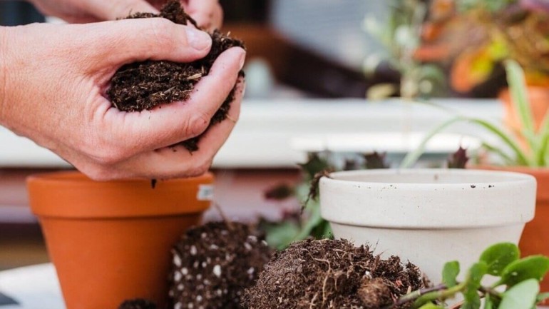 Faça o melhor substrato para plantas sem gastar nada!