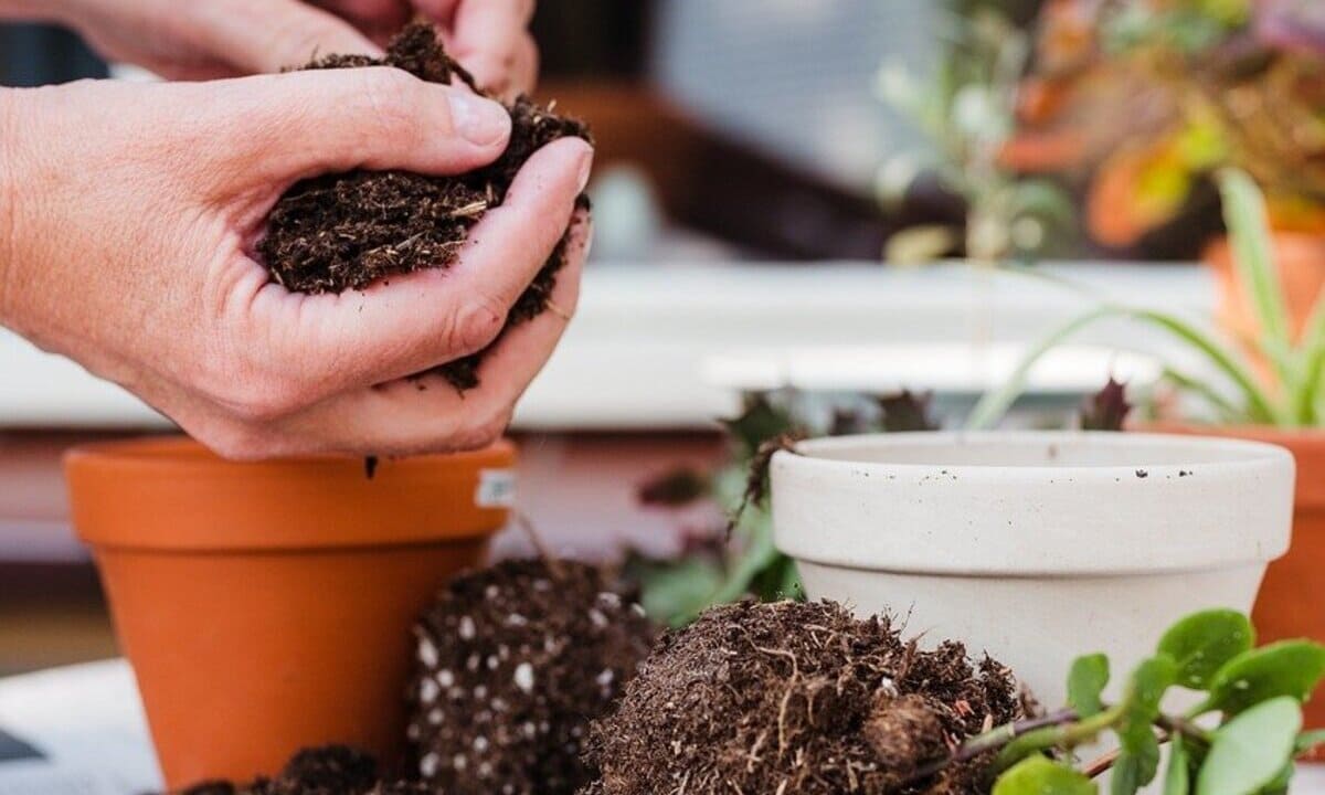 Substrato caseiro para plantas: faça o seu em 3 passos fáceis e sem gastar nada