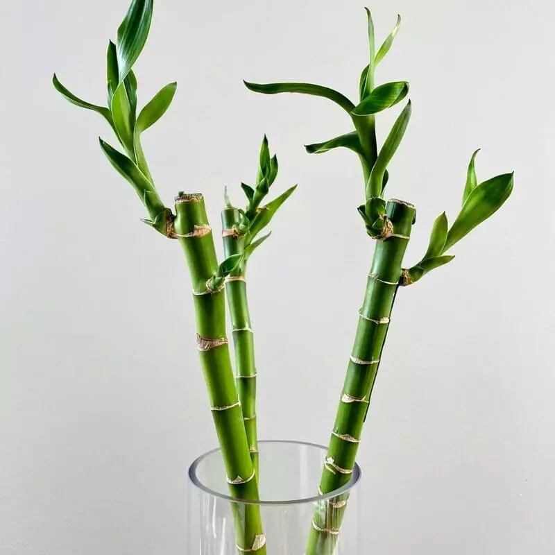 Plantar Bambu da Sorte