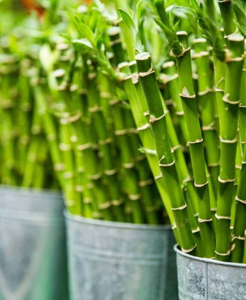 4 Dicas de Como Plantar Bambu da Sorte em Casa: Um Guia Completo