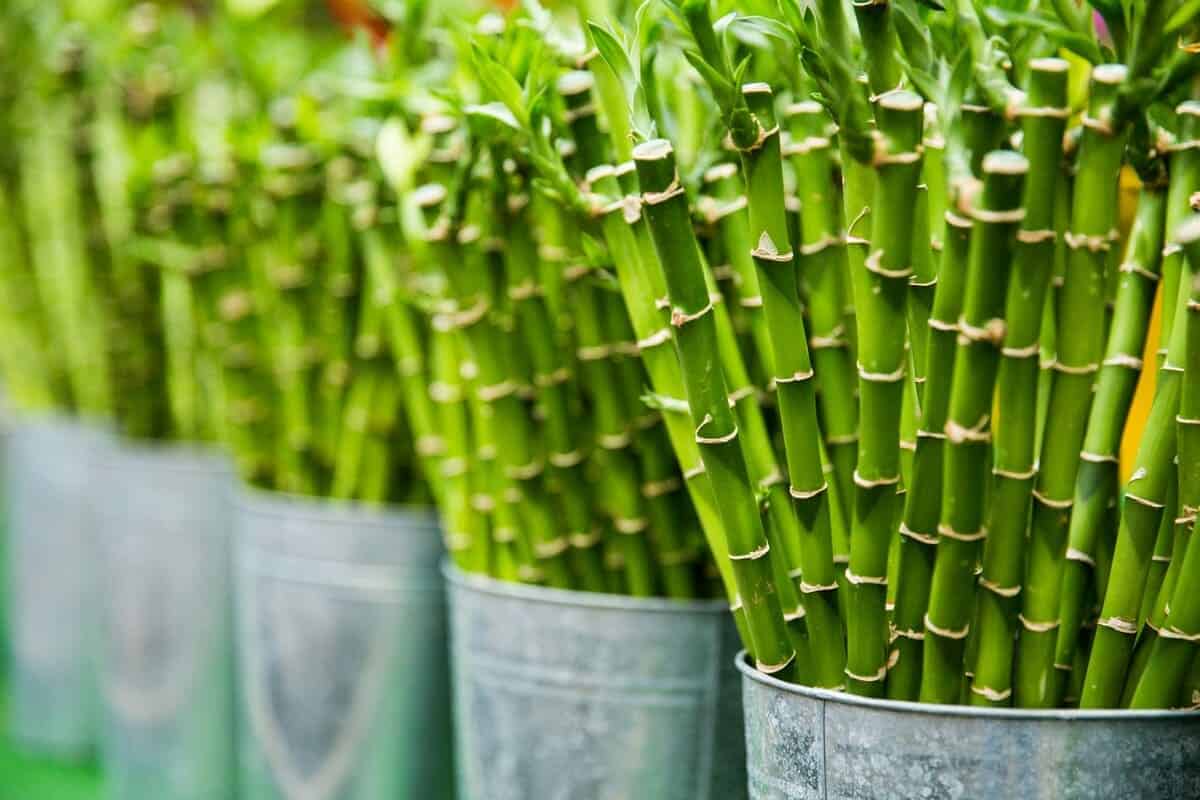 4 Dicas de Como Plantar Bambu da Sorte em Casa: Um Guia Completo