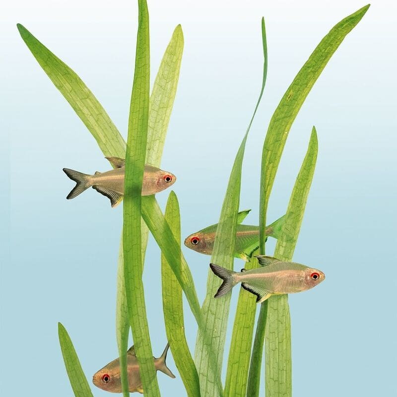 plantas aquaticas 6