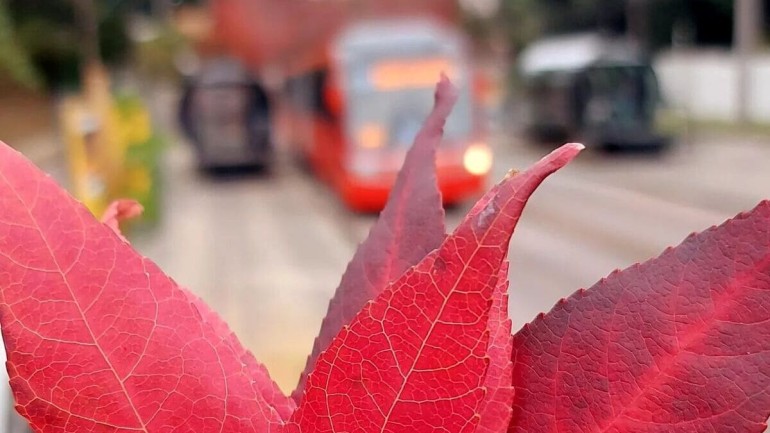 Rua do Outono em Curitiba: Uma Experiência de Cores e Encanto