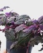Veludo-Roxo (Gynura aurantiaca): uma planta ornamental de folhagem exuberante e coloração vibrante.