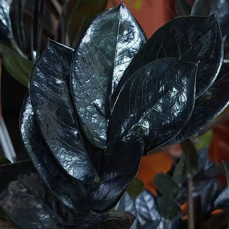 Zamioculca preta: uma variedade rara, exótica e muito desejada.