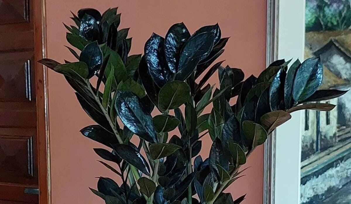Zamioculca preta: descubra a beleza rara e exótica dessa planta