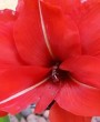 Amarílis Celica (DOBRADO): Guia Completo de Cultivo e Cuidados
