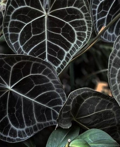 Anthurium clarinervium: como cuidar da planta com folhas marcantes e exóticas.