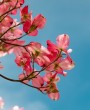 5 Arbustos que Encantam com Sua Floração; saiba quais são.