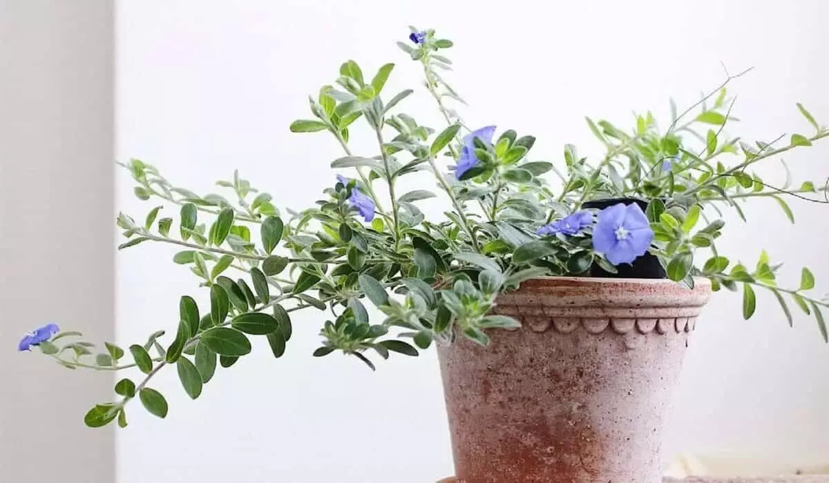 Azulzinha: como cultivar o arbusto com delicadas flores azuis