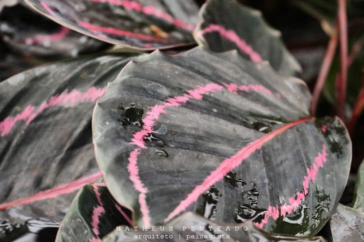 Calathea Rubi: cores vibrantes e folhas únicas para iluminar seus ambientes internos
