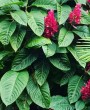 Capota Vermelha (Megaskepasma erythrochlamys): Um Guia Completo para Cultivar essa Linda Planta