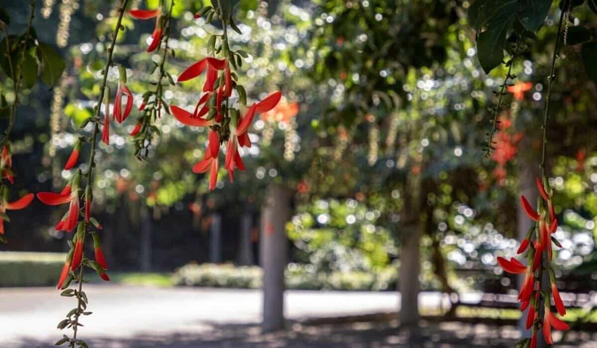 Cipó Tapiá: Uma trepadeira vermelha que vai transformar seu jardim
