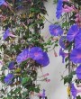 Corda-de-viola: Uma trepadeira com flores repletas de cor e vivacidade.
