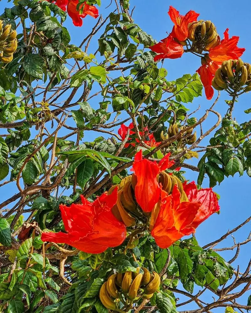 Espatódea: A Beleza Perigosa da Árvore com Flores Gelatinosas