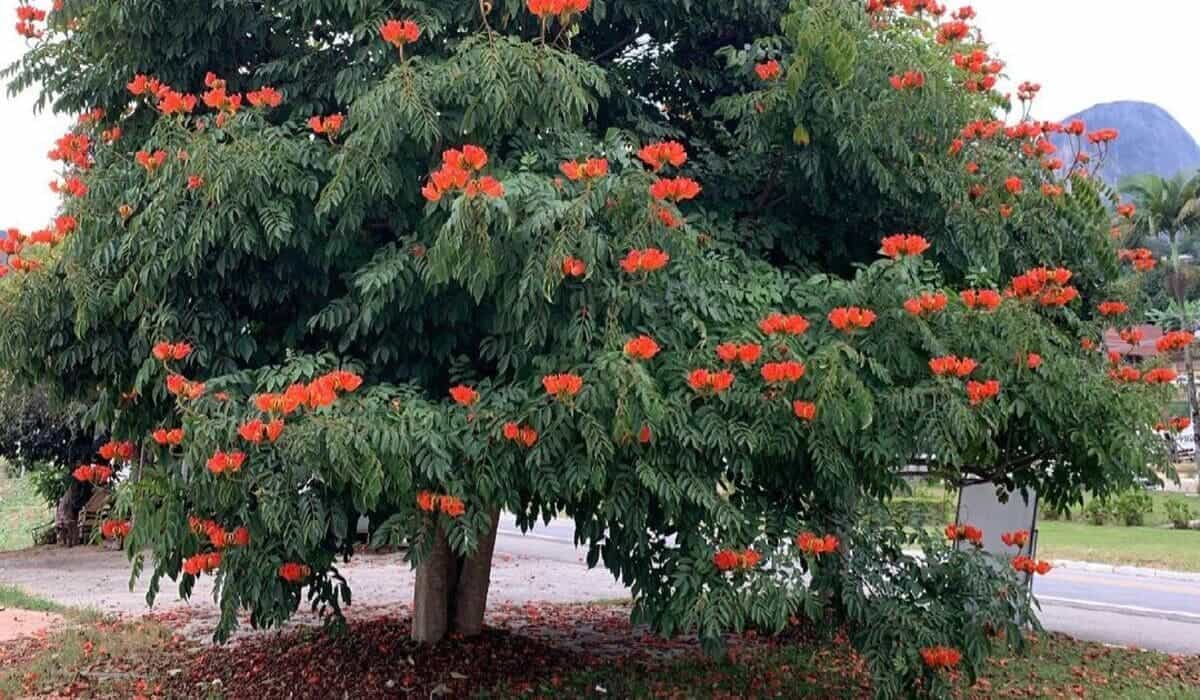 Espatódea: A Beleza Perigosa da Árvore com Flores Gelatinosas