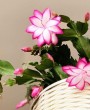 Flor de Maio: Um Toque de Cor e Beleza para o Seu Lar