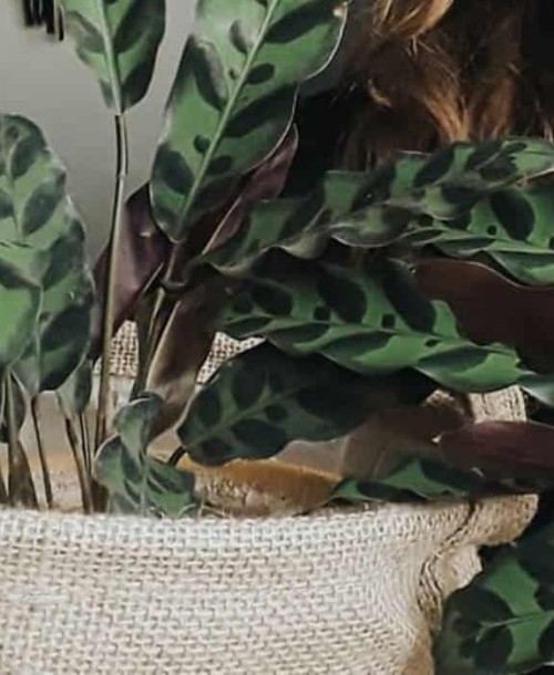 Planta elegante, cuidado descomplicado: Um guia sobre a Maranta-cascavel (Calathea Insignis)