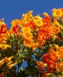 Marianinha (Streptosolen jamesonii): Você Conhece Essa Flor Exótica e Encantadora?