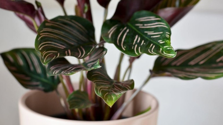 5 Plantas de sombra Perfeitas para Cultivar em Ambientes com Pouca Luz