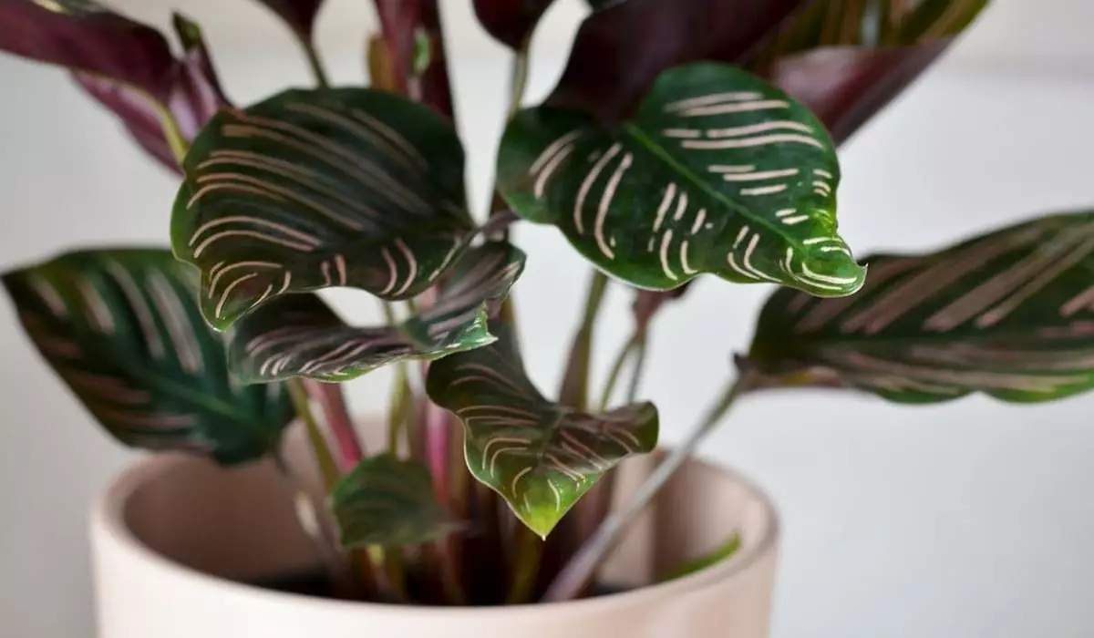 5 Plantas de sombra Perfeitas para Cultivar em Ambientes com Pouca Luz