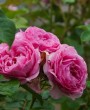 Como fazer sua roseira florescer mais: 3 dicas fáceis