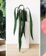 4 Tipos de Antúrios para Cultivar em Vasos e Jardins