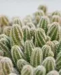 Cacto Amendoim: Guia Completo de Cuidados para Cultivar o Echinopsis chamaecereus em Seu Jardim
