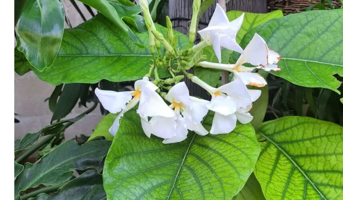 Cipó de Leite (Chonemorpha fragrans): A Planta Tropical que Encanta com Flores e Aroma