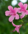 Azaleia: como cuidar dessa flor colorida e encantadora