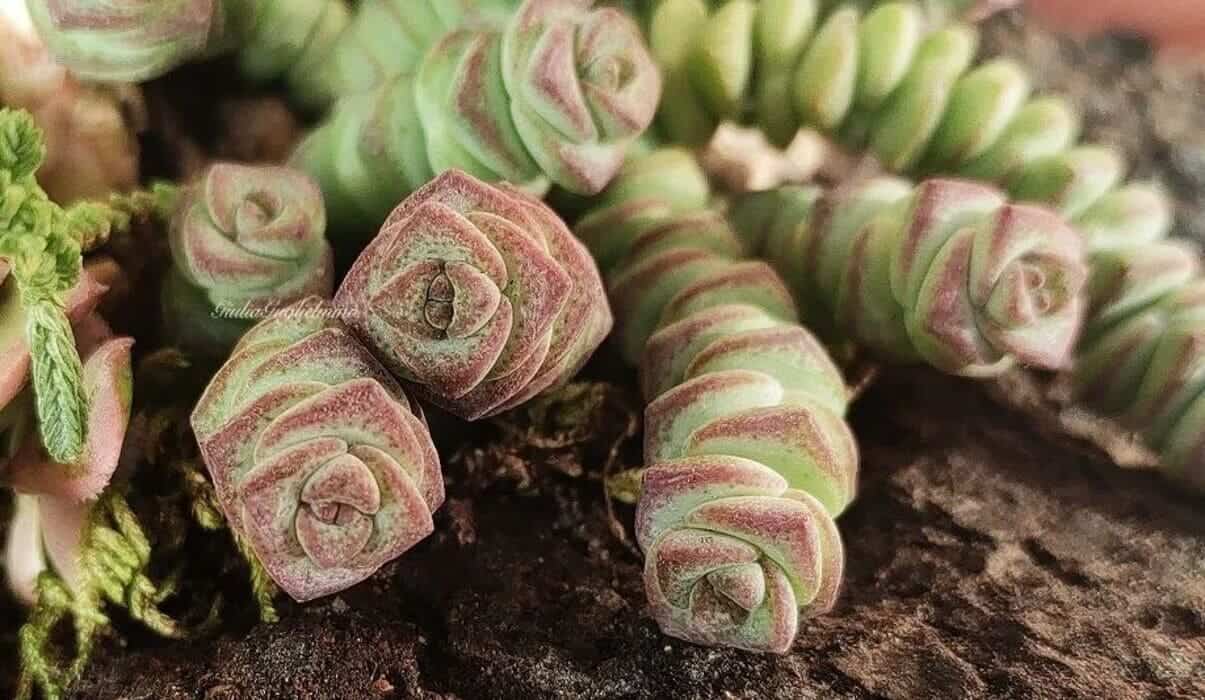 Crassula marnierana: Cuidados Essenciais para Cultivar o “Colar de Jade” em Seu Jardim