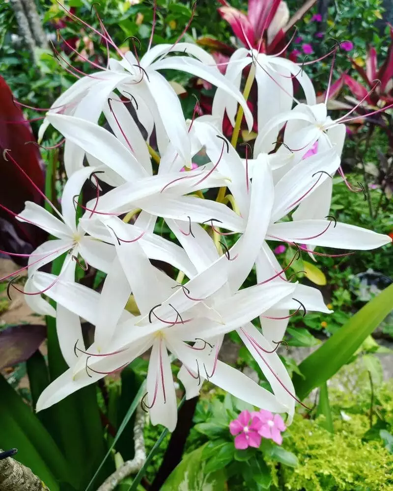 Crino-branco (Crinum asiaticum): A Joia das Plantas Tropicais