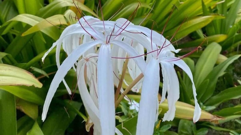 Crino-branco (Crinum asiaticum): A Joia das Plantas Tropicais