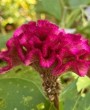 Crista-de-Galo (Celosia argentea): a flor vibrante e durável para o seu jardim