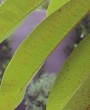 Ferrugem nas Plantas: Guia Abrangente sobre Identificação, Tratamento e Prevenção