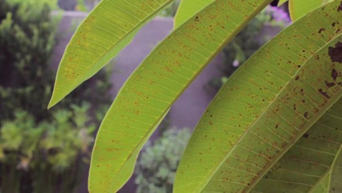 Ferrugem nas Plantas: Guia Abrangente sobre Identificação, Tratamento e Prevenção